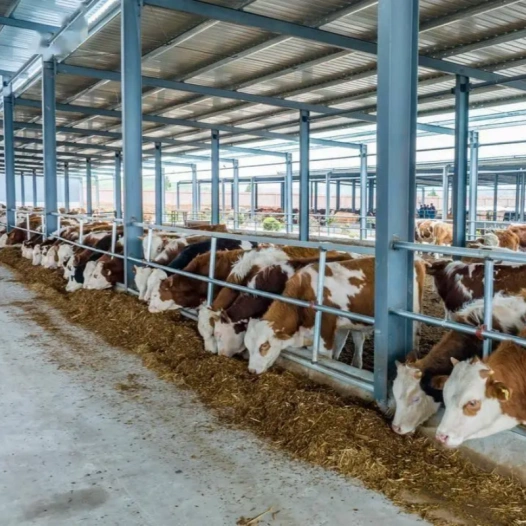Cassava Pulp for Cattle Feeding