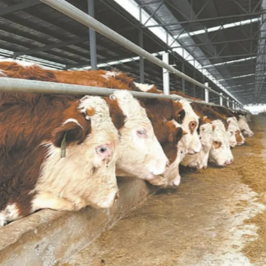 Cassava‑Based Cattle Feed