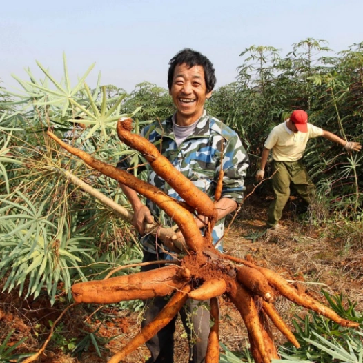 High‑Yield Cassava Cultivation