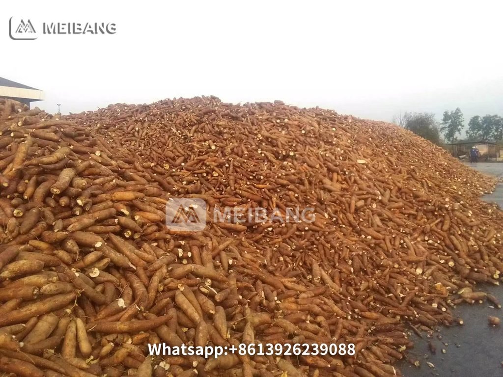 Cassava harvested in Southeast Asia
